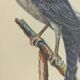 Old bird engraving - Swallow-tailed hawk - Zoological plate by Seligmann & Catesby