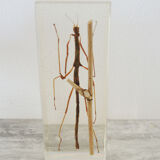 Ancien insecte en inclusion, phasme