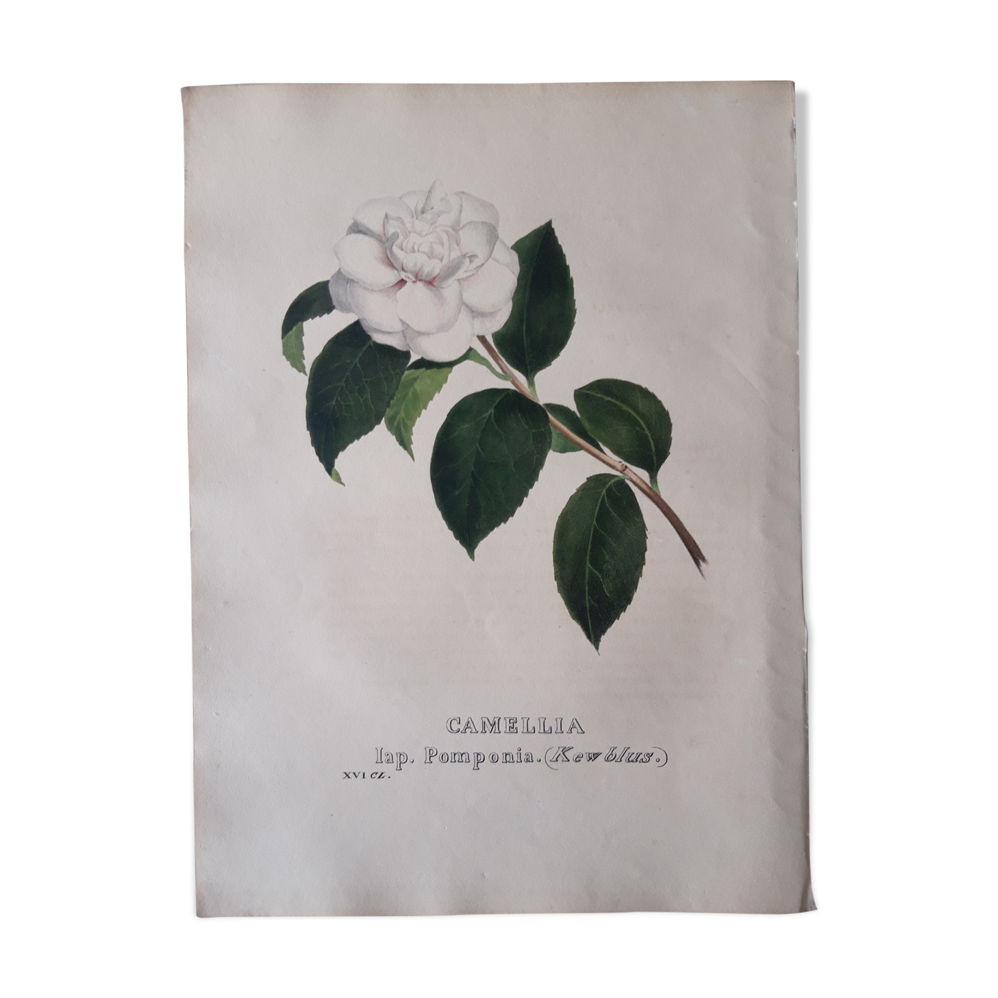 Camellia Pomponia botanical board, lithographed and coloured, Sertum Botanicum 1832