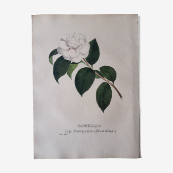 Camellia Pomponia botanical board, lithographed and coloured, Sertum Botanicum 1832