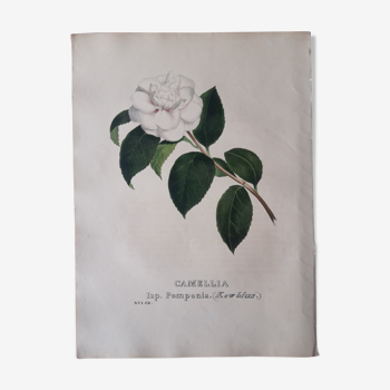 Planche botanique Camellia Pomponia, lithographiée et coloriée,  Sertum Botanicum 1832