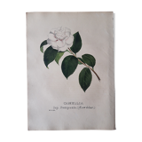 Planche botanique Camellia Pomponia, lithographiée et coloriée,  Sertum Botanicum 1832