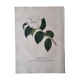 Camellia Pomponia botanical board, lithographed and coloured, Sertum Botanicum 1832
