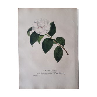 Planche botanique Camellia Pomponia, lithographiée et coloriée,  Sertum Botanicum 1832