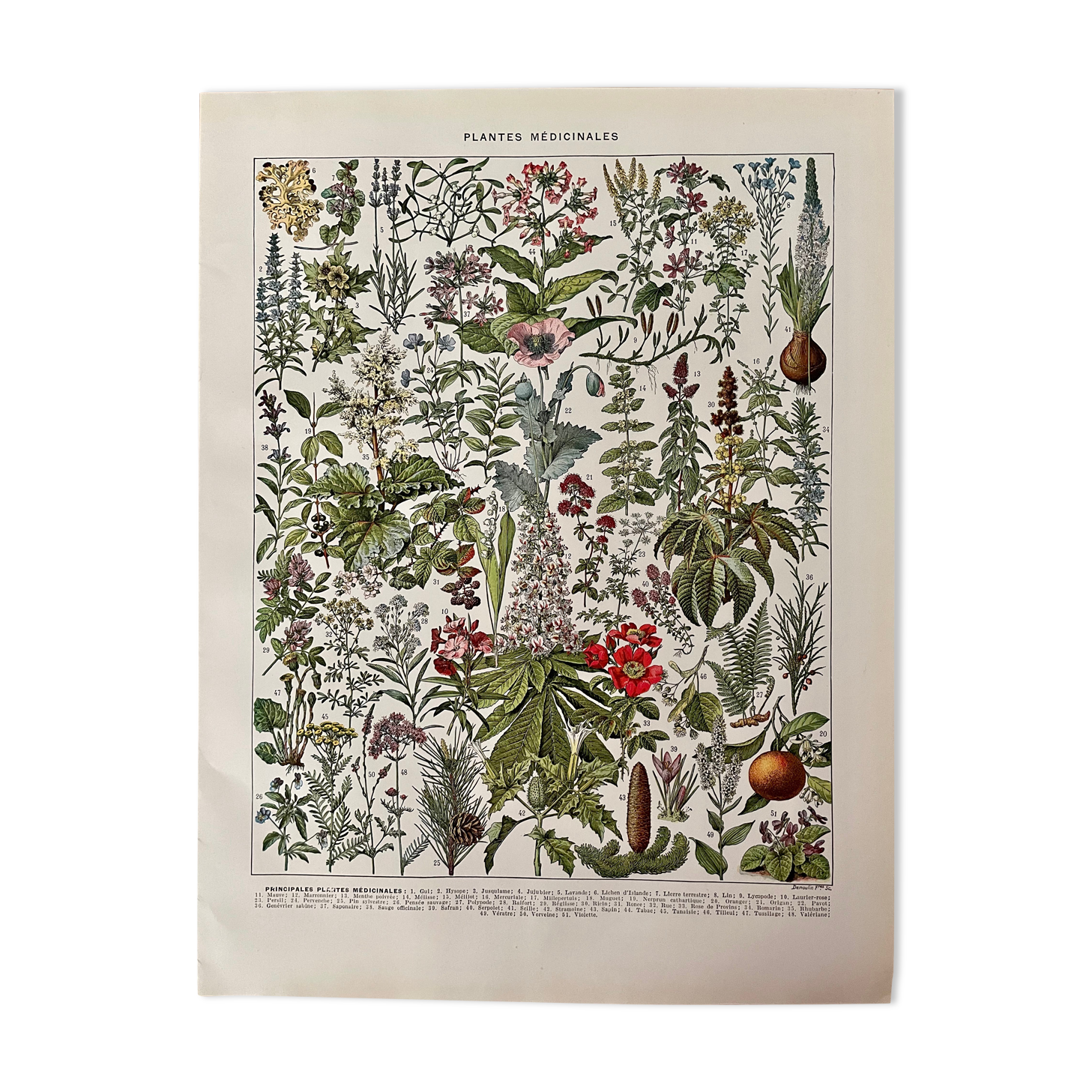 Lithograph on medicinal plants from 1928 (mistletoe)