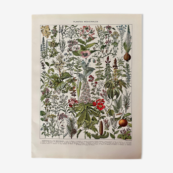 Lithograph on medicinal plants from 1928 (mistletoe)