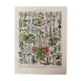 Lithograph on medicinal plants from 1928 (mistletoe)