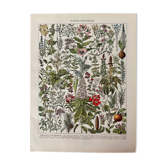 Lithograph on medicinal plants from 1928 (mistletoe)