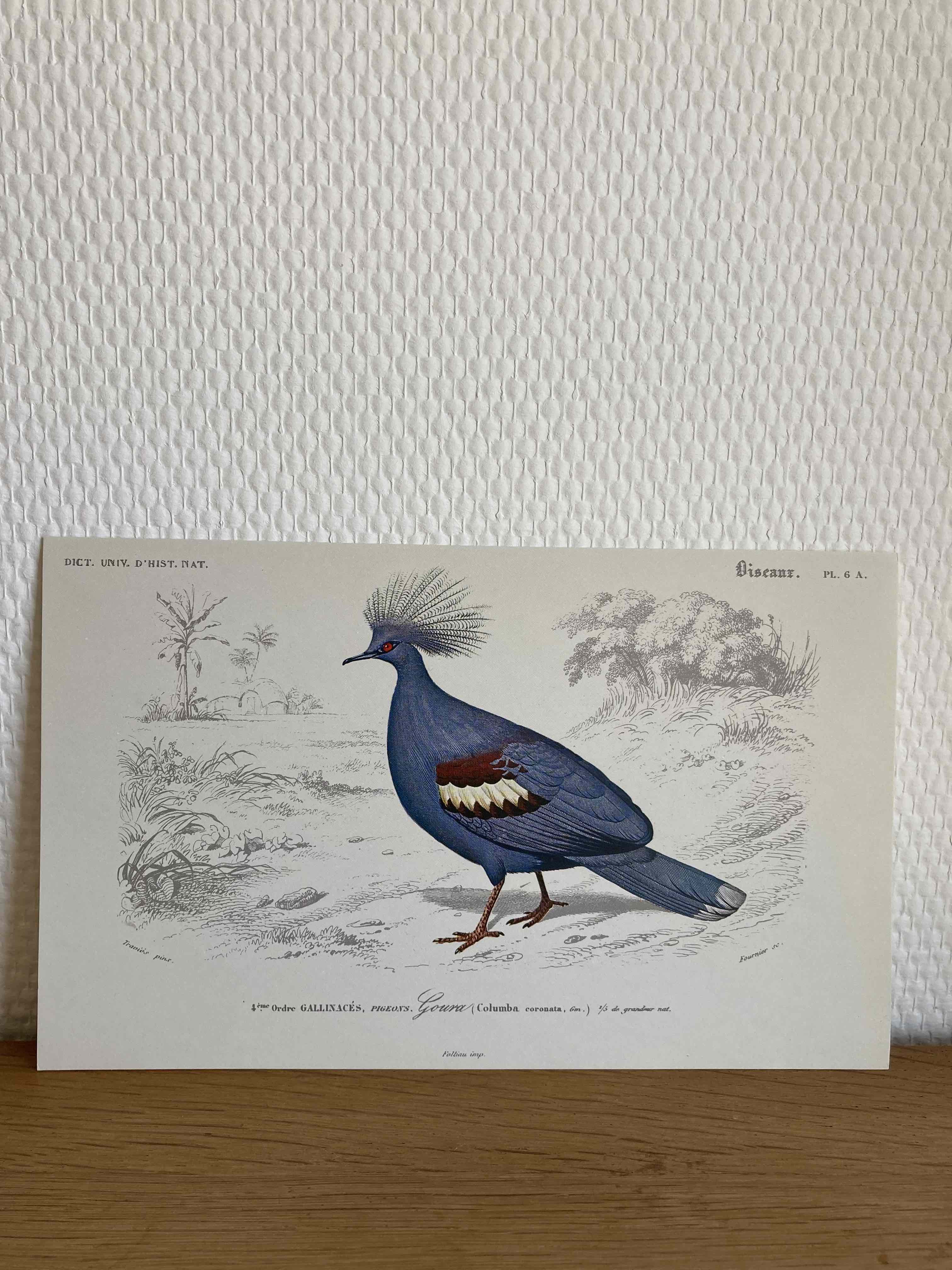 Ornithological board Goura