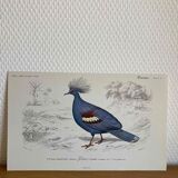 Ornithological board Goura