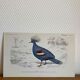 Ornithological board Goura