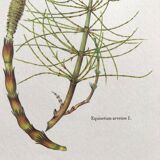 Botanical plate horsetail of the fields