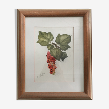 Aquarelle grappe de groseilles