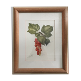Aquarelle grappe de groseilles