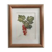 Watercolor bunch of currants