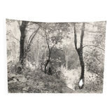 Silver gelatin photograph by Bernard Darot, Undergrowth, 20th century