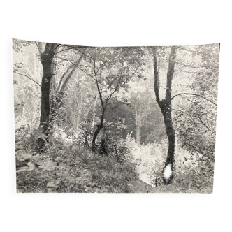 Silver gelatin photograph by Bernard Darot, Undergrowth, 20th century