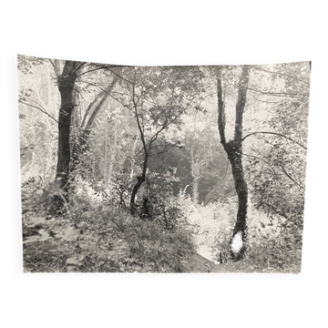 Photographie argentique Bernard Darot "Sous-bois", XXe s.