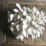 Elkhorn coral