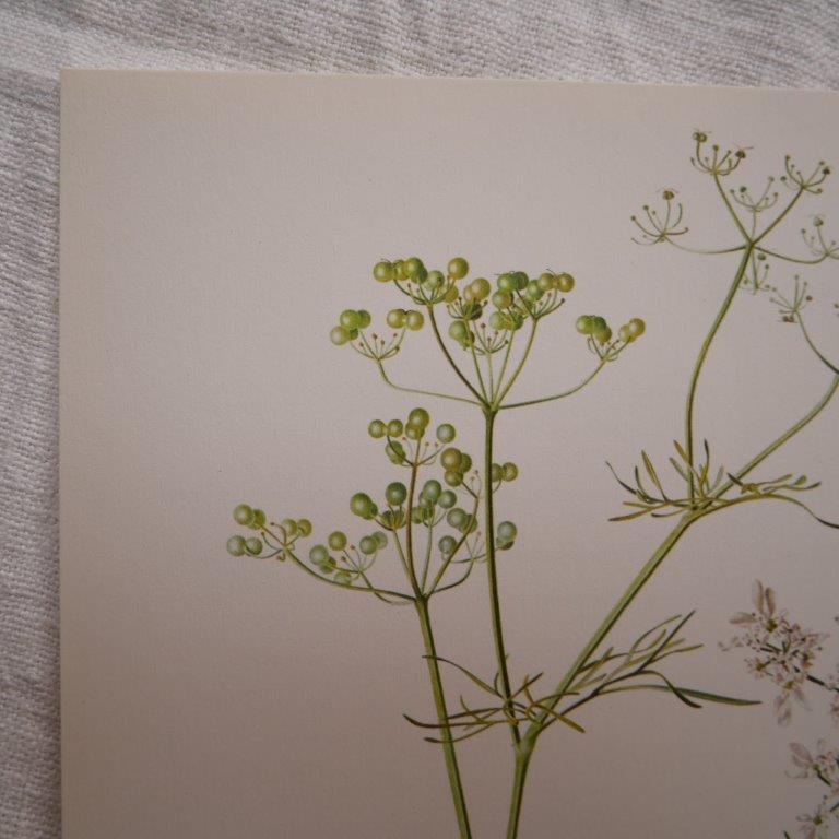 Radiant Bifora botanical plate