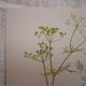 Planche botanique Bifora rayonnant