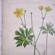 Gravure botanique de 1829 - Renoncule acre par Poiteau