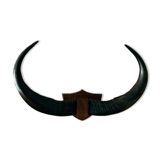 Horns of African animals