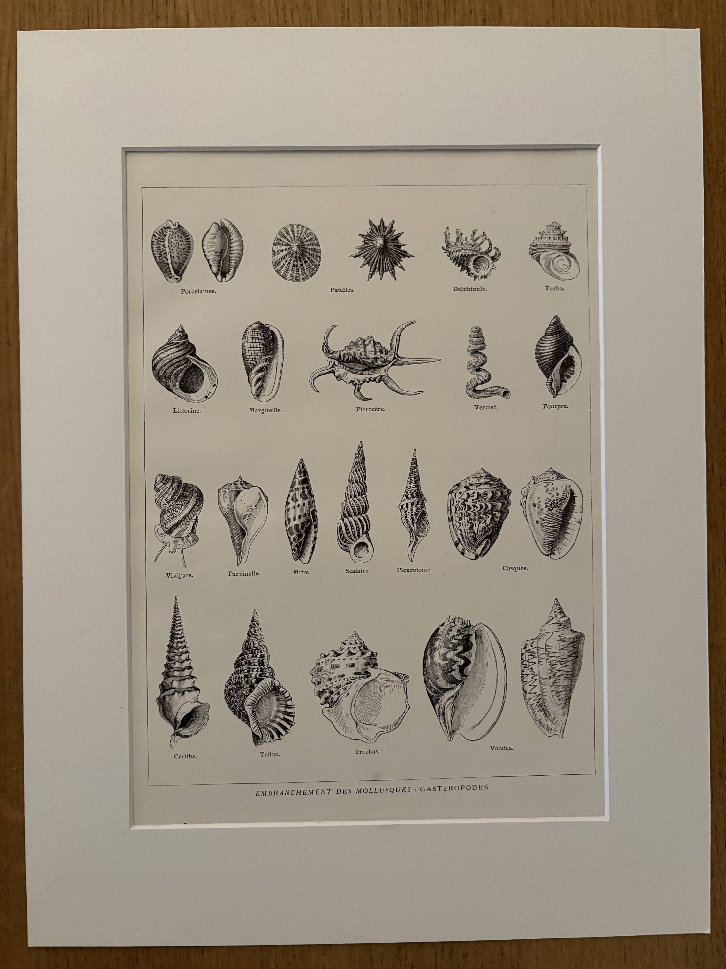 Old illustrated plate on gastropod molluscs - 1920