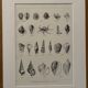 Old illustrated plate on gastropod molluscs - 1920