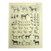 Engraving from 1928 - Horse by A. Millot - old equestrian plate