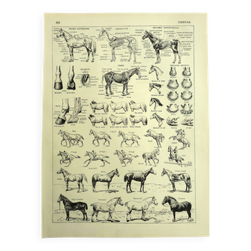 Engraving from 1928 - Horse by A. Millot - old equestrian plate