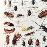 Poster about insects, based on a 1922 lithograph