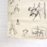 Displays educational anatomical bleeding