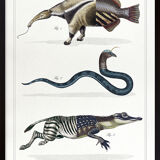 3 chimeras lithograph animal engraving