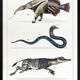 3 chimeras lithograph animal engraving