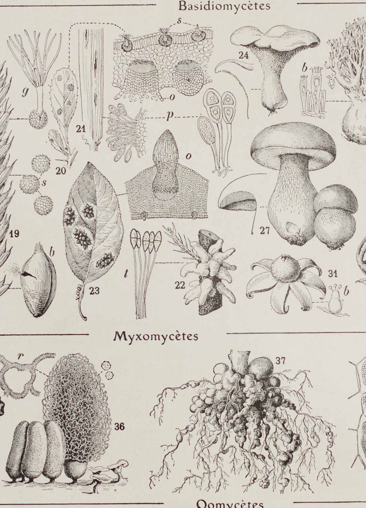 Planche botanique originale "Champignons I" de 1929