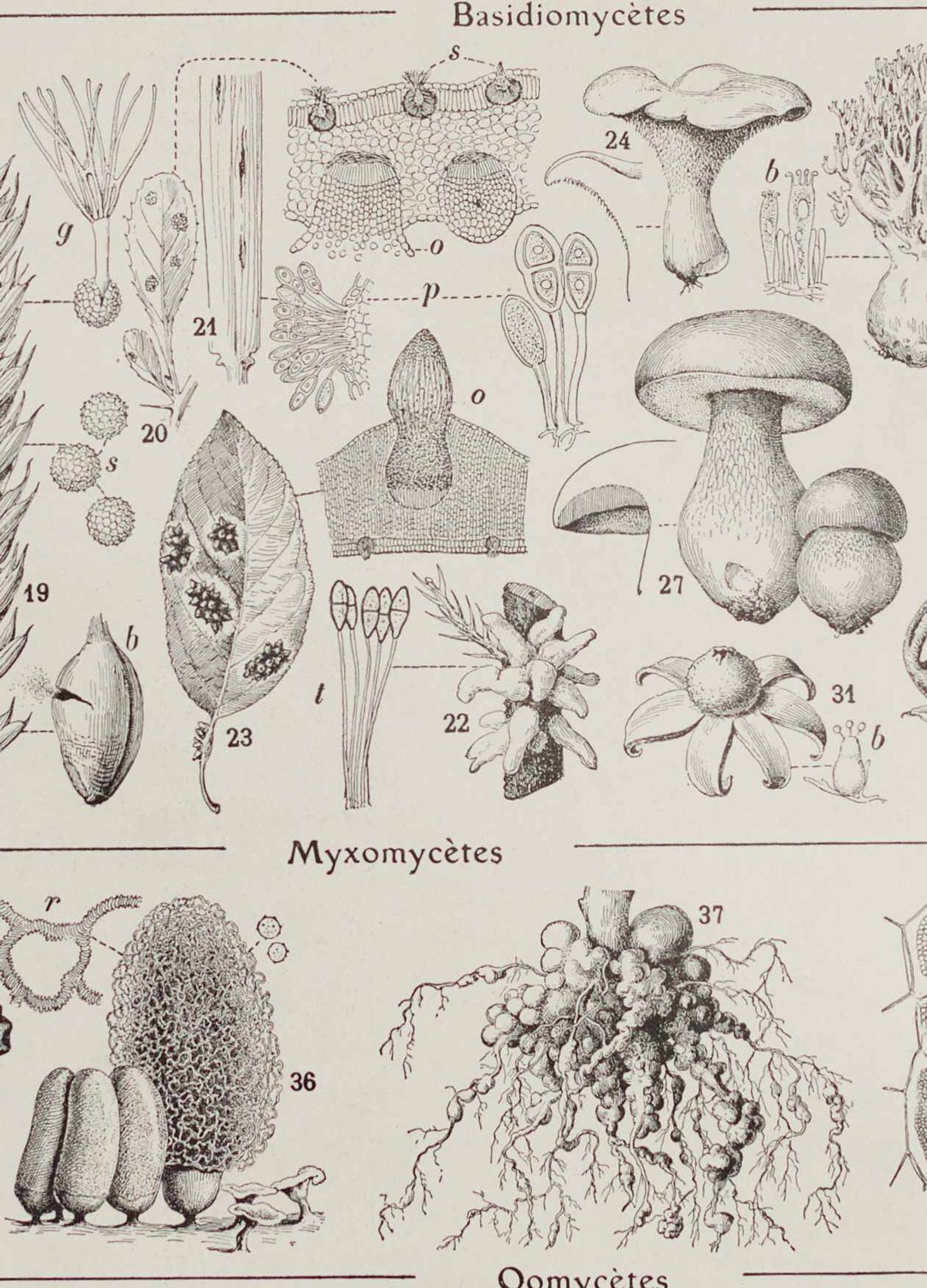 Original botanical plate "Mushrooms I" from 1929