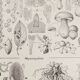 Planche botanique originale "Champignons I" de 1929