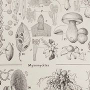 Original botanical plate "Mushrooms I" from 1929