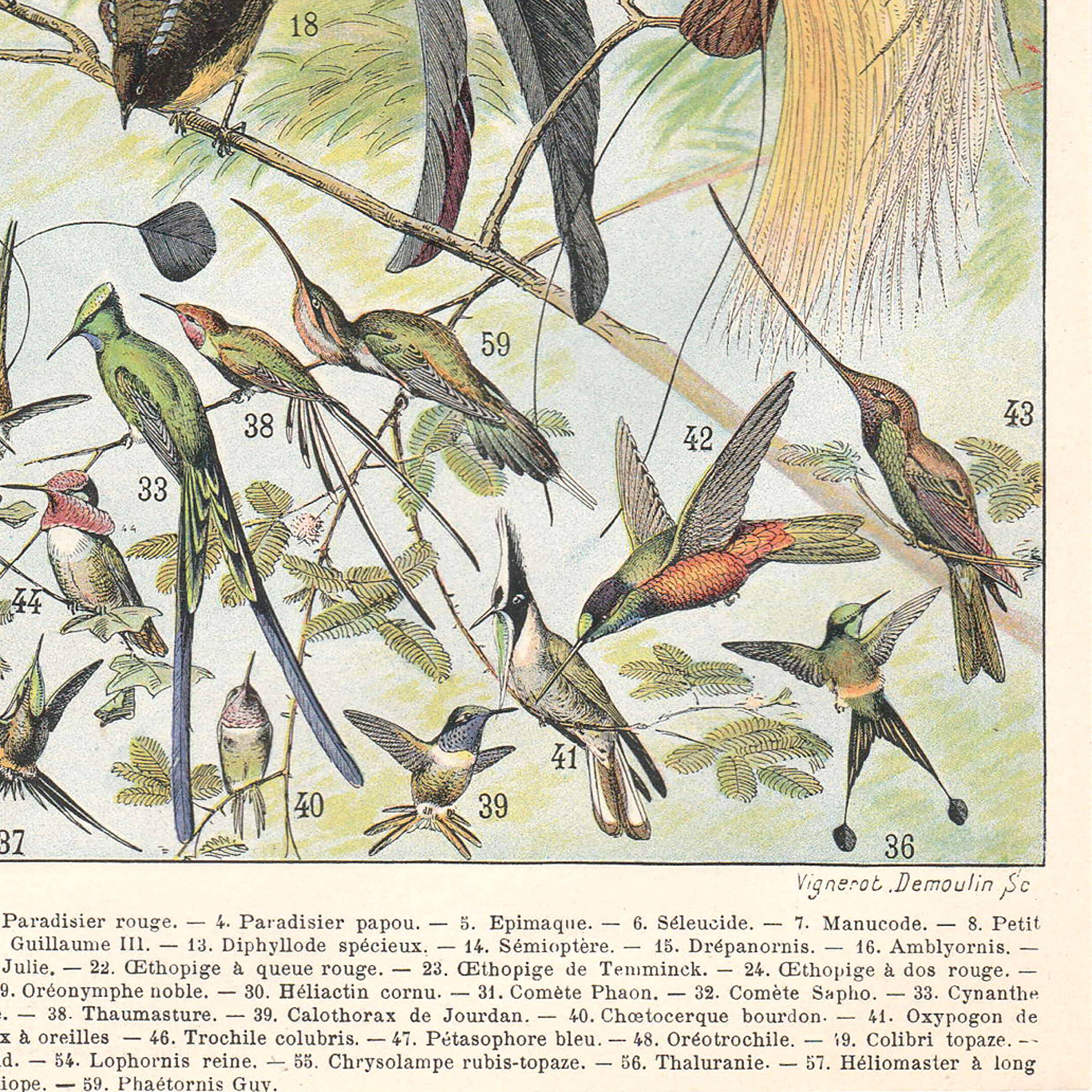 Planche lithographie les oiseaux 1900