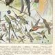 Planche lithographie les oiseaux 1900