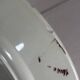 Set of 7 flat plates Badonviller Germaine