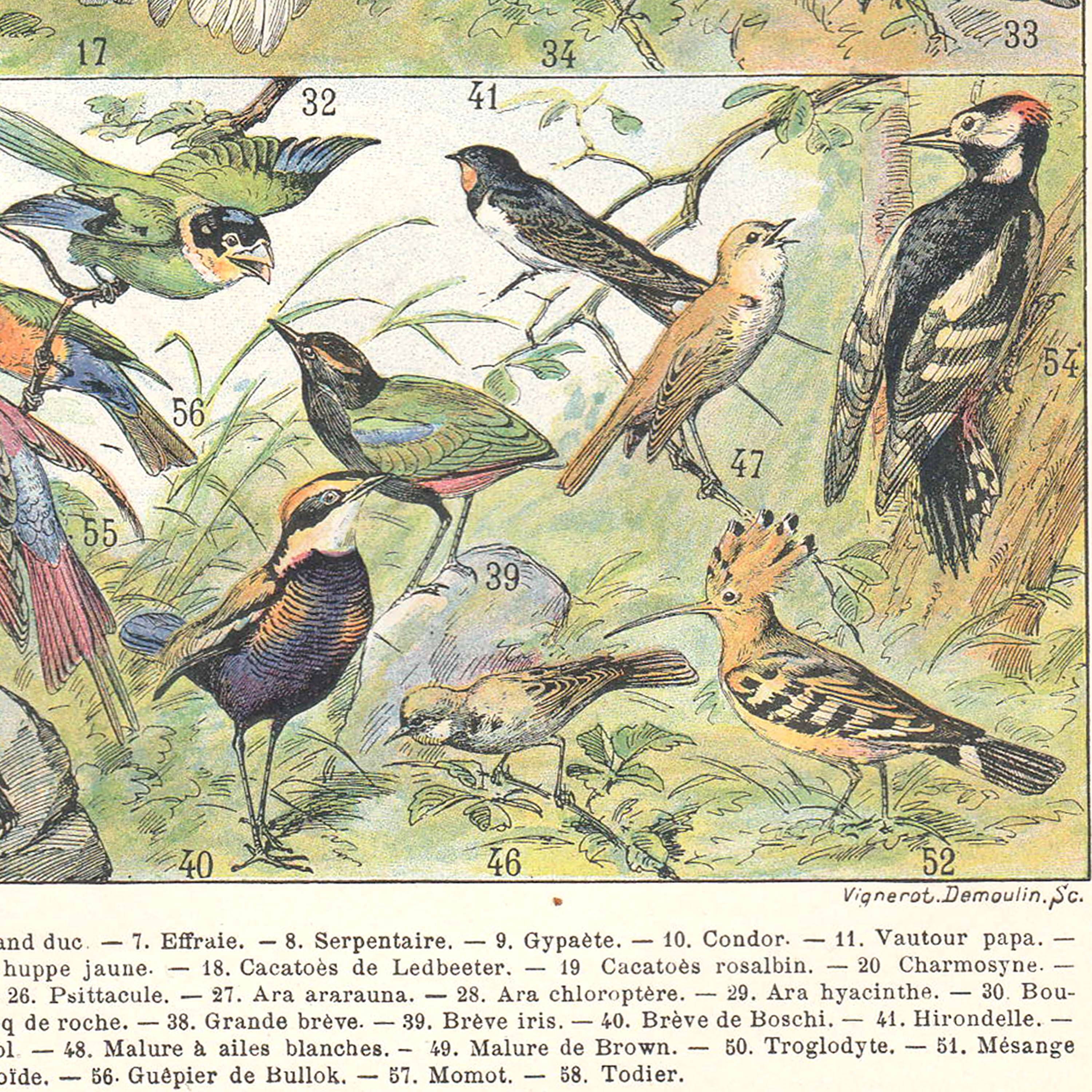Planche lithographie les oiseaux 1900