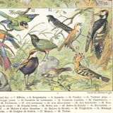 Lithograph plate of birds 1900