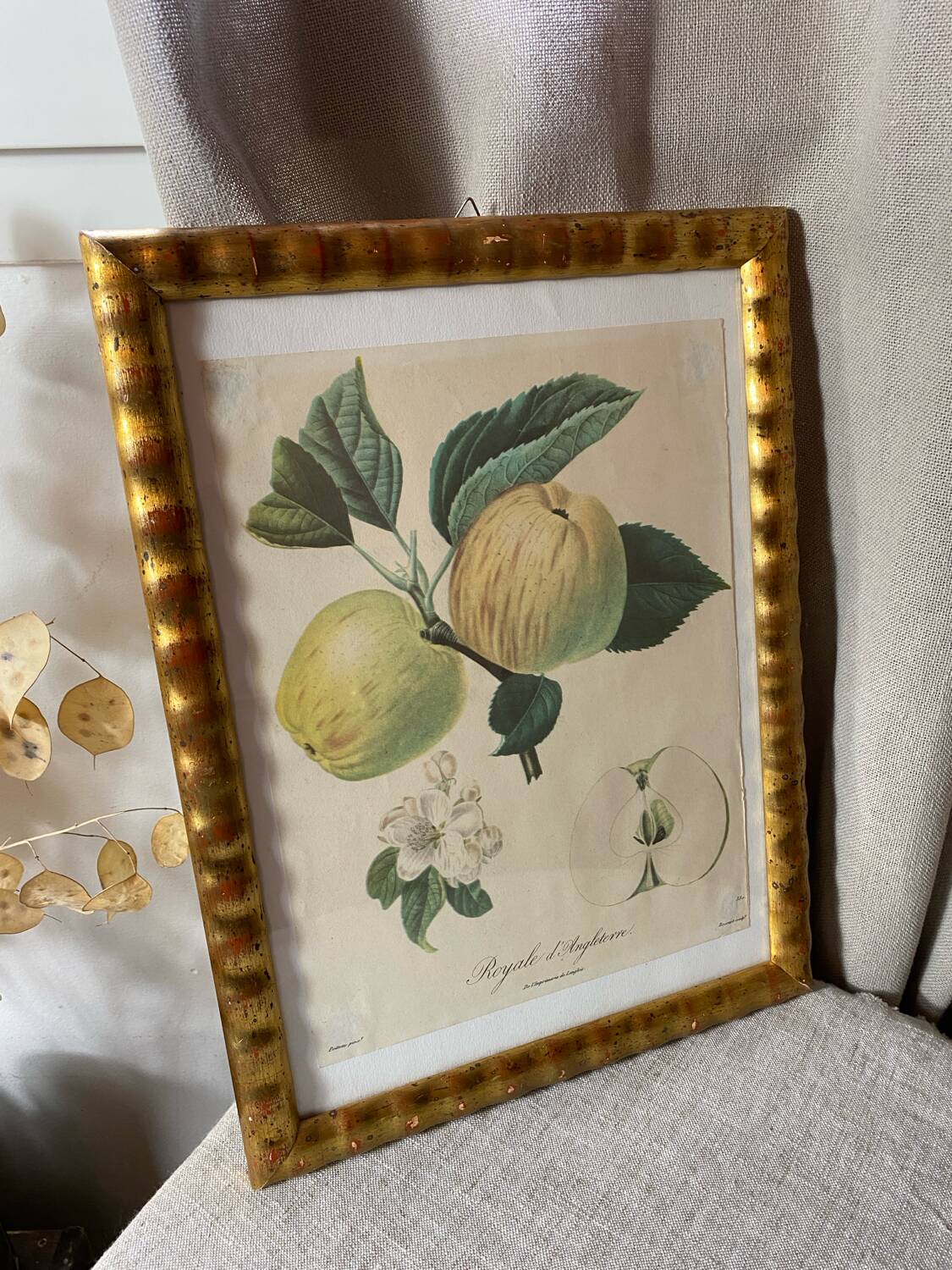 Botanical poster, Langlois print, Royal apple of England