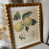 Botanical poster, Langlois print, Royal apple of England
