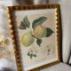 Botanical print, Langlois print, Royal Apple of England