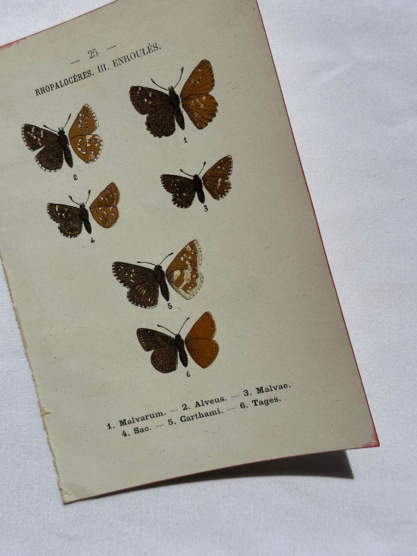 Botanical engraving double-sided butterflies naturalist plate etching