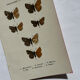 Botanical engraving double-sided butterflies naturalist plate etching