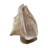Shell lamp